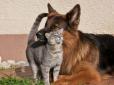 У Росії собака і кіт здали судовим приставам свого господаря-боржника