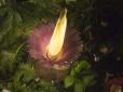 У Шотландії розквітла найбільш смердюча у світі квітка (відео)