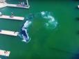 Десятиметрового кита, який заблукав у гавані, рятівники з трудом вивели в океан (відео)