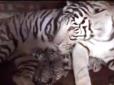 В Україні з'явилися на світ рідкісні білі тигренята (відео)