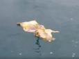Скрепно: У Сочі відпочиваючим доводиться купатися поруч із тушею розчленованої свині (відео)