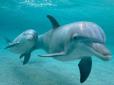 Жахлива смерть: В Іспанії туристи закатували дельфіненя на пляжі заради селфі