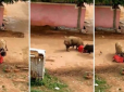 В Індії скажені свині напали на жінку прямо посеред вулиці (відео 16+)