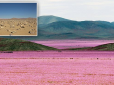 Дива природи: Розквітла найпосушливіша пустеля в світі (фото, відео)