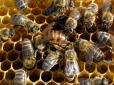 У  Москві бджоли почали масово нападати на дітей