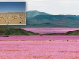 Хіти тижня. Дива природи: Розквітла найпосушливіша пустеля в світі (фото, відео)