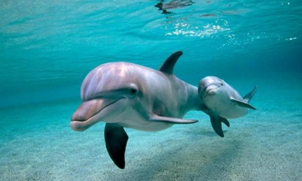 Азовські дельфіни