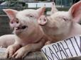 В Україні стане менше свиней: Ціна на м'ясо підстрибне ще вище