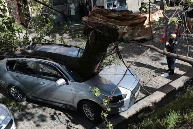Дерево впало на авто депутатки. Фото: прес-служба Нацполіції.