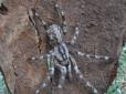 Нічні жахи збуваються: Вчені відкрили новий вид гігантських отруйних павуків (фото)
