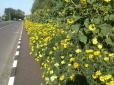 Фіторекорд на Волині: Скульптор засадив квітами 400 км узбіч автотрас (фото)
