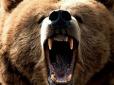 У Росії ведмідь напав на двох дітей, є жертва