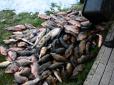 Обережно, потрапить на ринки: Невідомі вкрали з зони екологічного лиха 20 тонн мертвої риби