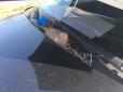 У США поліцейські подбали про птаха, який звив гніздо на їхньому автомобілі (фото)