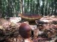 Жертва переохолодження? На Львівщині 19-річний грибник помер у лісі