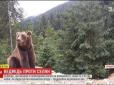 Неподалік високогірного села Перкалаба на Прикарпатті величезний бурий ведмідь повадився харчуватися місцевими коровами (відео)