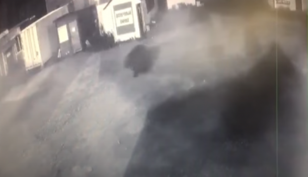 Ведмідь у Росії ходив по ринку. Фото: скріншот з відео.