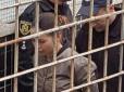 Реакція соцмереж на арешт підозрюваної в кривавому ДТП у Харкові