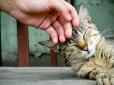 70 пухнастиків вже чекають: У Києві шукають людину, яка гладитиме котів