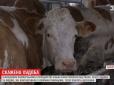 На Чернігівщині скажені корови відправили у лікарню 15 селян (відео)