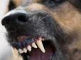 Загинула біля власного паркану: Собаки загризли жінку на Дніпропетровщині
