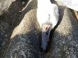 На Сумщині невідомі жорстоко вбили лебедів