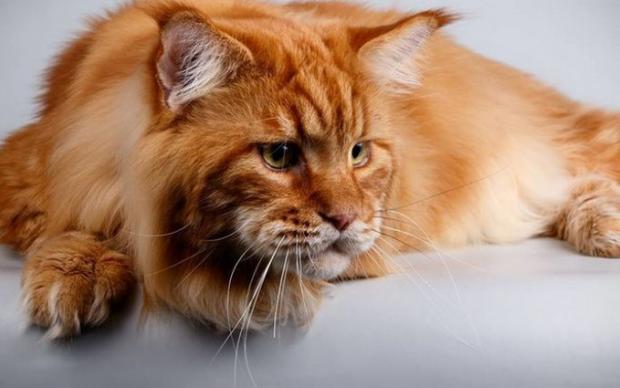 Кекс може отримати звання найбільшого кота в Україні. Фото: соцмережі.