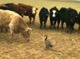 Зіткнення лоб у лоб: Сміливий птах змусив відступити стадо корів (відео)