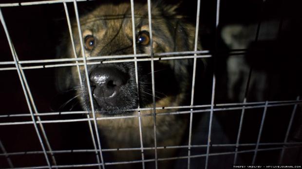 Фото: about-dogs.ru.