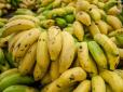 Банановим плантаціям світу загоржує повне винищення через хворобу
