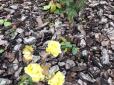 Через аномально теплу для зими погоду в Україні розцвіли літні квіти (фотофакт)