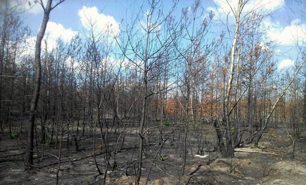 Вигорілий ліс в Станично-луганському районі