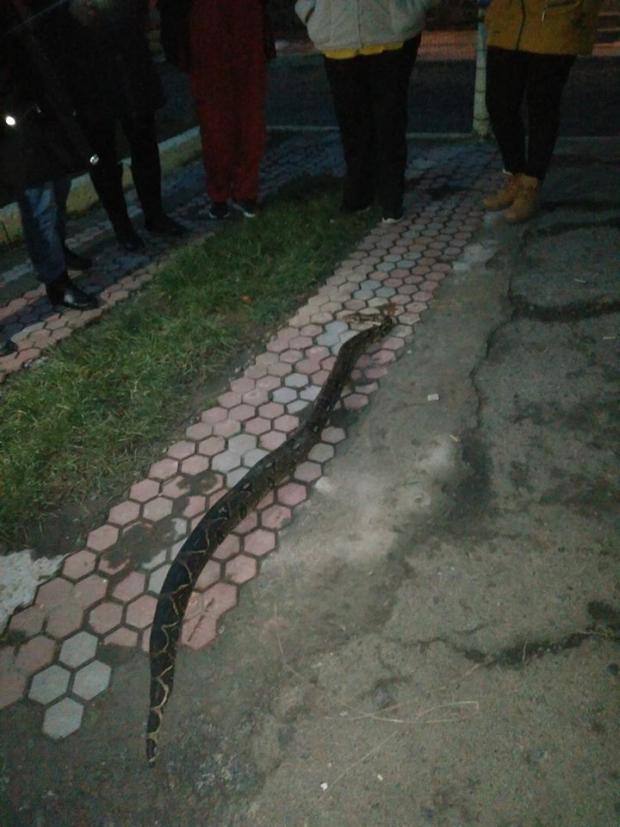 Змія на вулиці у Хусті. Фото: соцмережі.