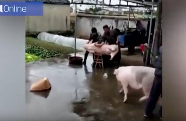 Свиня кинулася рятувати побратима. Фото: скріншот з відео.