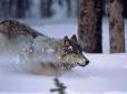 Вовки взяли в облогу ціле село на Житомирщині (відео)