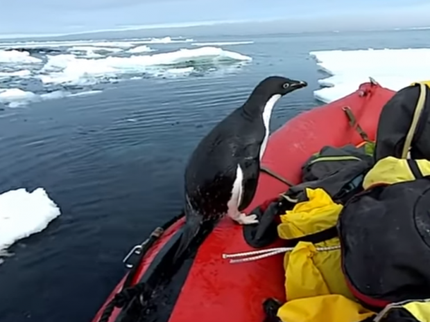 Пінгвін застрибнув до човна дослідників. Фото:скрін відео