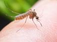 Солодка кров? Вчені з'ясували, чому деяких людей комарі кусають частіше, ніж інших