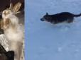 Хіти тижня. Аномальні морози у Казахстані: У мережі показали загиблих на ходу тварин (відео)