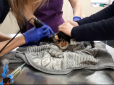 Бережіть пухнастиків: У Дніпрі врятували кішку після прання в машинці (відео)