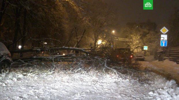 Через велику кількість снігу у Москві падають дерева. Фото: НТВ.