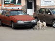 У Ялті з'явився проукраїнський пес-диверсант (відео)