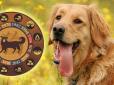 Настав рік Жовтого собаки: Названо найнебезпечніші місяці