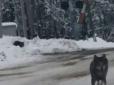 Величезний та добре вгодований: На Тернопільщині селом гуляв вовк і стрибав на перехожих (фото)