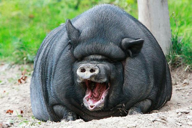 В'єтнамська свиня. Фото: Преступности.НЕТ.