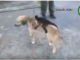 Неймовірно зворушливо: Як безпородний собака всиновив мавпочку (відео)