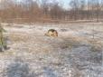На Дніпропетровщині пес відкопав на пустирі тіло дитини (фото)