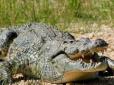 З'їв чоловіка на вечерю: У череві 6-метрового крокодила знайшли людські кінцівки