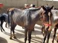 Нелюдська жорстокість: На Житомирщині фермер кинув десятки тварин вмирати голодною смертю (відео)