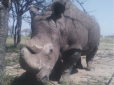 Не лишив потомства: Помер останній у світі північний білий носоріг (фото)