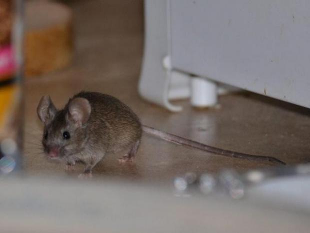 Для мишей у дитсадку влаштували просто "райське життя". Фото: соцмережі.